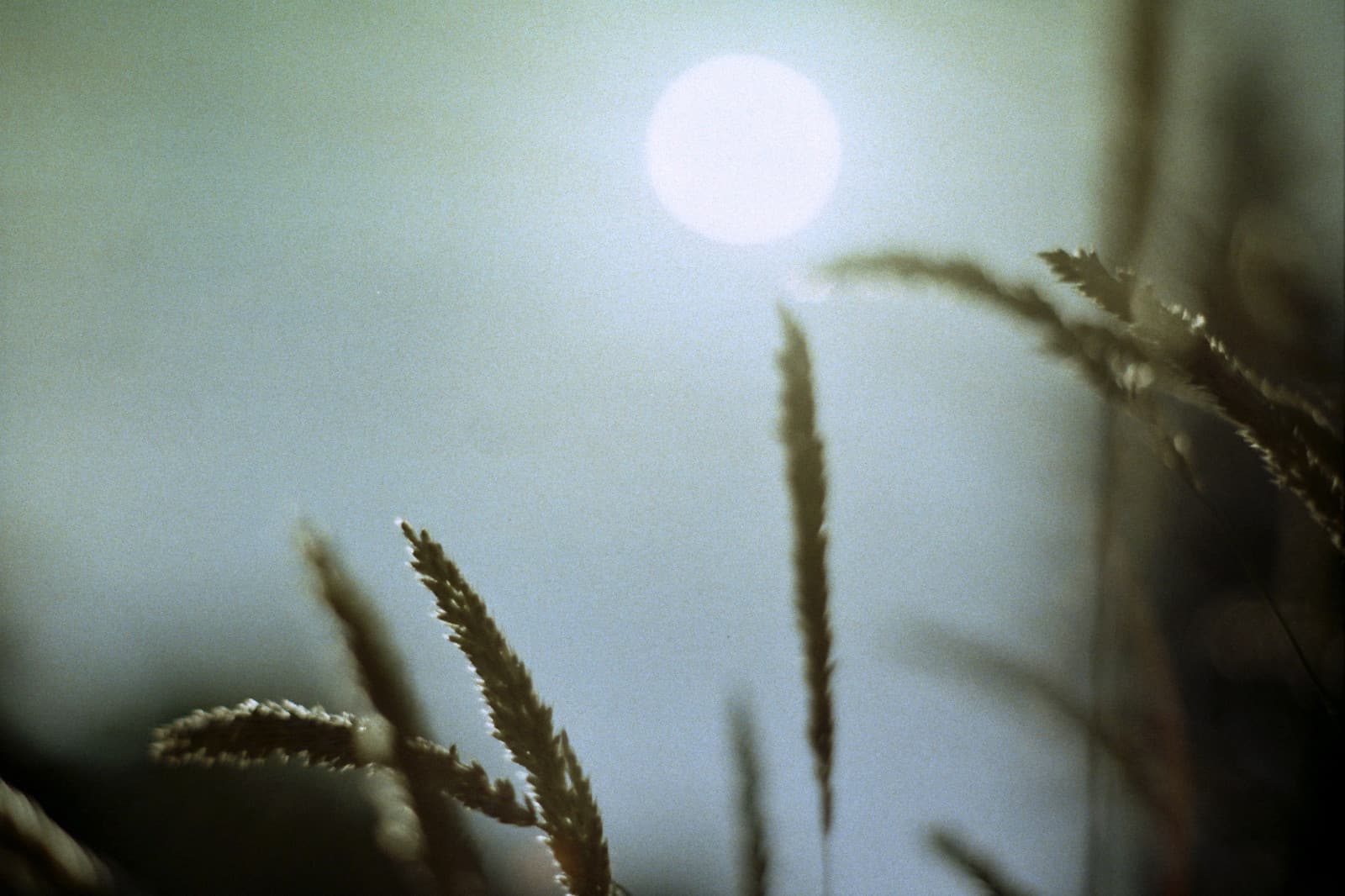 Grasses against a pale sun, soft focus